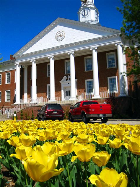 Derryberry Hall Yellow Tulips Ttu Campus Cookeville Tn A Photo On