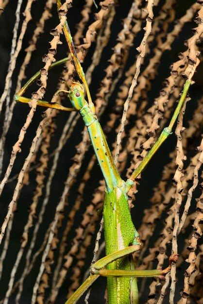 Premium Photo | Giant stick insect large species of australian stick insect