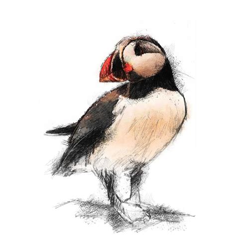 Puffin Bird Limited Edition Fine Art Print From Original Drawing. Free Shipping. - Etsy