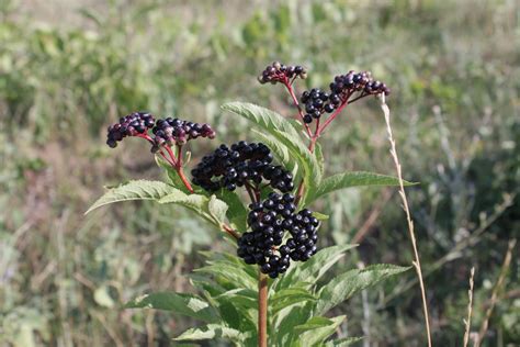 Free Images Fruit Berry Leaf Flower Ripe Food Produce Crop