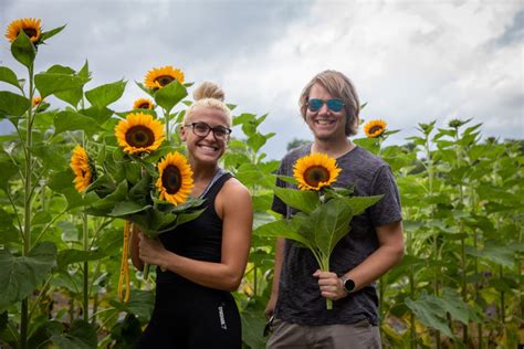 20 Minute Radius Sunflower Picking At Hill Creek Farms