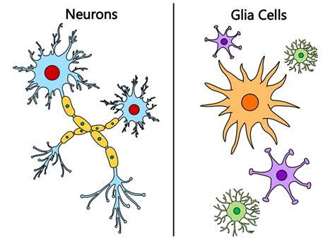 Brain Facts The Different Brain Cells