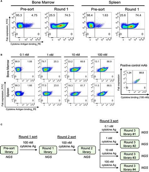 Frontiers Large Scale Antibody Immune Response Mapping Of Splenic B Cells And Bone Marrow