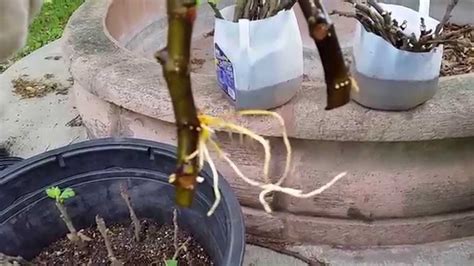 How To Propagate Fig Tree Cuttings The Results Are In Youtube