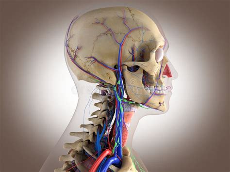 Anatomia Umana Struttura Del Cervello Capo Degli Occhi Ecc