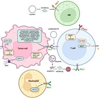 Regulation Of Immune Checkpoint Ic Molecules By Lncrnas In Human