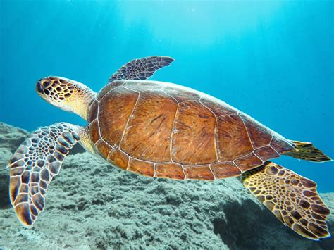 Tortugas Marinas Que Puedes Encontrar En El Mediterr Neo Espa Ol