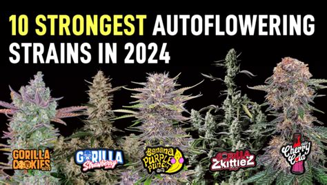 Top 10 Strongest Cannabis Autoflowering Strains In 2024 Highest Thc Strains Fast Buds