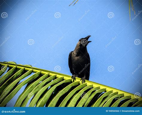 A Crying Crow Stock Photo Image Of Cocunut Beautiful 94056566