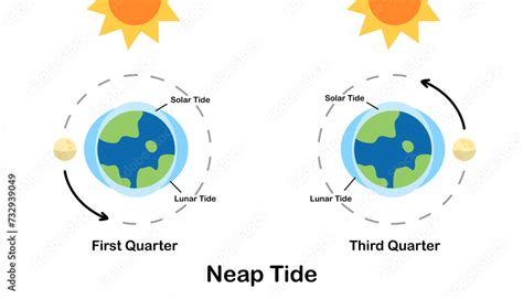 Neap Tide Moon Tides Lunar Tides Earths Tide Cartoon Astronomy