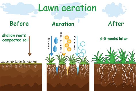 Aerate Lawn How To Aerate Your Lawn Ct Lawns Tips