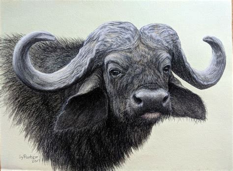 Cape Buffalo Drawing At Explore Collection Of Cape