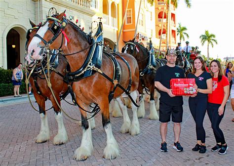 Budweiser Clydesdales | Suncoast Beverage Sales