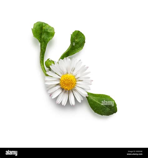 Small Daisy Bellis Perennis Flower With Leaf Isolated On White