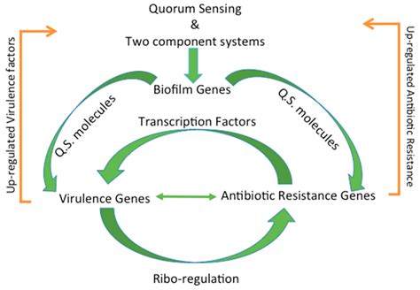 Genes Free Full Text The Complex Relationship Between Virulence And