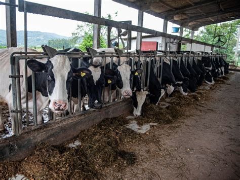 Sindilat E Embrapa Gado De Leite Promovem Workshop Focado Nos Sistemas