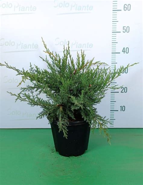 Ginepro Pfitzeriana Aurea Vendita Piante On Line Solopiante It