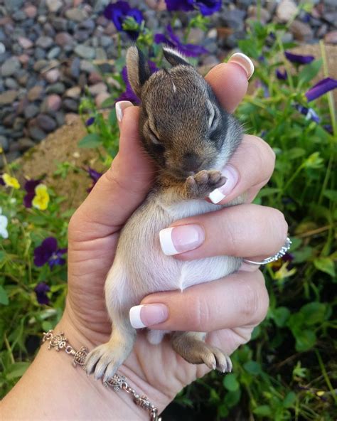 A Rabbit Gave Birth To Bunnies In My Flower Garden Last Week My