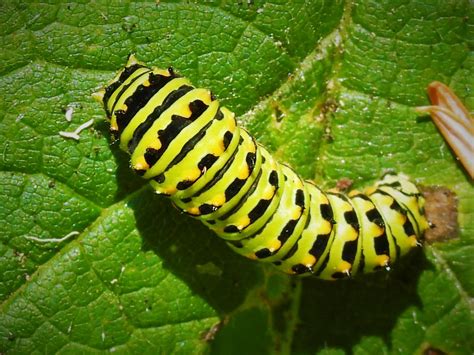 Anise Swallowtail Larva Anise Swallowtail Butterfly Papil Flickr