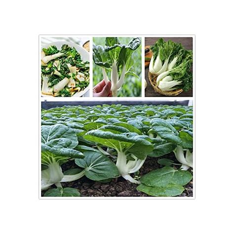 Buy Baby Bok Choy Seeds Dwarf Pak Choi Asian Vegetable Chinese