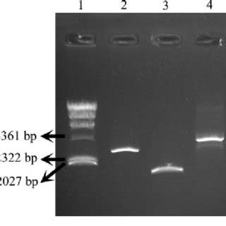 Reconstruction Of Full Length Cdna From Race Products Final Product Of