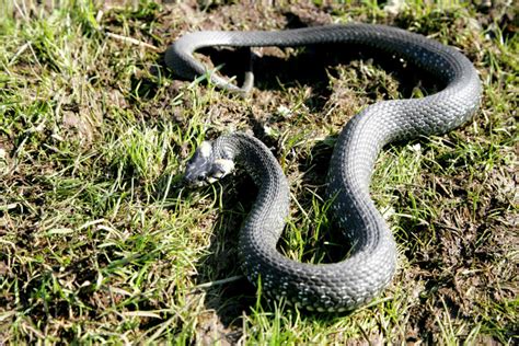 Snakes In De Maryland Venomous Snakes Bay Area Wildlife Solutions