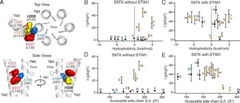 Mapping The Functional Anatomy Of Orai Transmembrane Domains For Crac