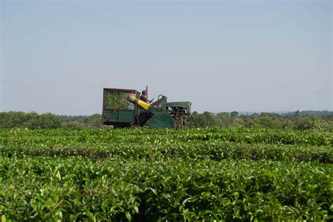 D A Del Agricultor Y Del Productor Agropecuario Por Qu Se Celebra