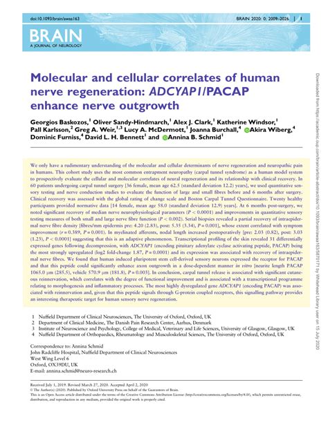 Pdf Molecular And Cellular Correlates Of Human Nerve Regeneration