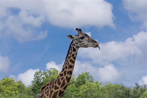 Reaching The Clouds Photograph By Zina Stromberg Fine Art America