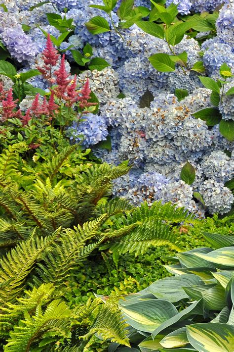 Hydrangea Companion Plants