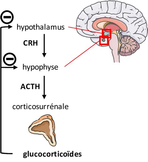 L axe corticotrope l hypothalamus libère de la Cortico Releasing