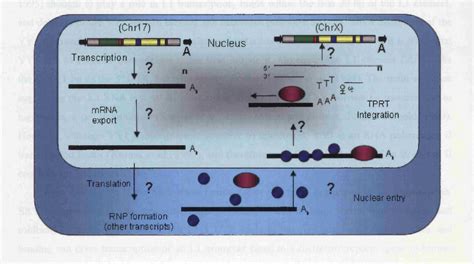 Figure From Directly Accessing De Novo L Retrotransposition In The