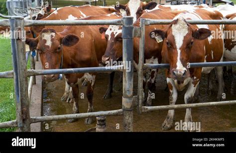 Close Up View Of Ayrshire Dairy Cows Waiting For Milking On A Dairy Farm Stock Video Footage Alamy