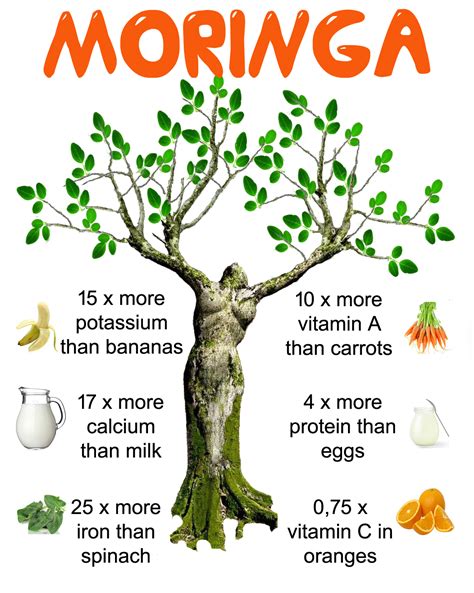 Moringa Tree Plant Benefits Buy Moringa Oleifera Products Moringa