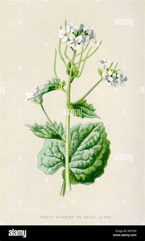 Alliaria officinalis garlic mustard fotografías e imágenes de alta