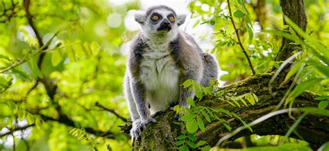 Home – Lemur Conservation Network