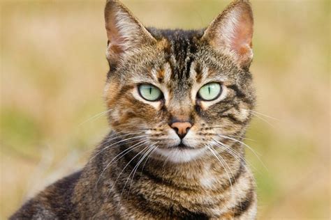 Razas De Gatos Que No Crecen Mascotadictos