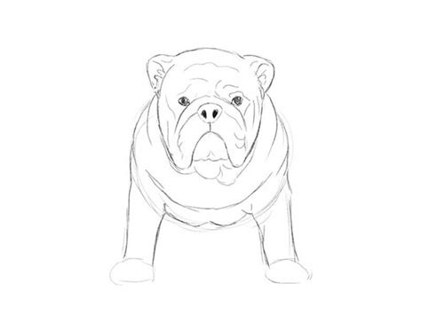 How To Draw A Bulldog With A Pencil Step By Step Drawing Tutorial