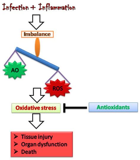 Vaccines Free Full Text The Interplay Of Oxidative Stress And Ros Scavenging Antioxidants