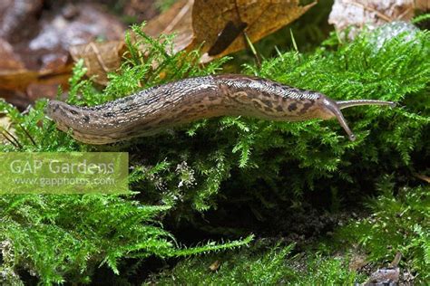 Limax sp - Leopard S... stock photo by Simon Colmer, Image: 0192624