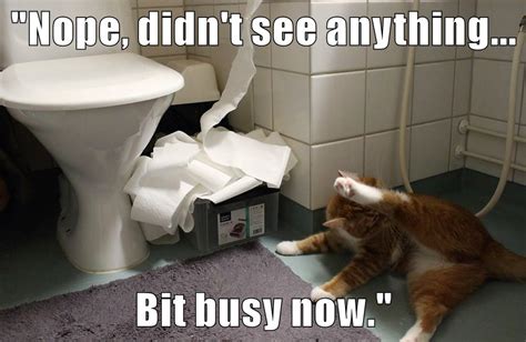 Easy Busy Lolcats Lol Cat Memes Funny Cats Funny Cat Pictures