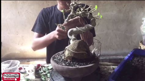 Pruning Dan Ganti Media Bonsai DOLAR YouTube