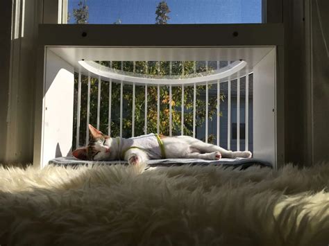 Cat Window Box Cat Solarium The Cat Window Box Catio Cat Balcony