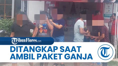 Pemuda Di Labuan Bajo Dibekuk Saat Ambil Paket Ganja Polisi Amankan 3