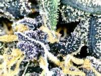 Dark Devil Auto Sweet Seeds Galería de Cannabis