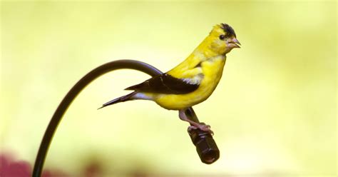Goldfinches begin fall feather change