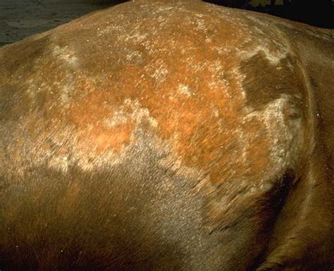 Dermatophilosis In Horses Equis Vetlexicon