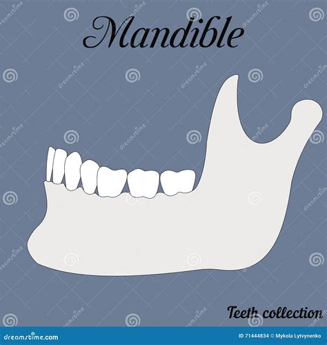 Mandibular Arch With Buccal Nerve Block Royalty Free Stock Image