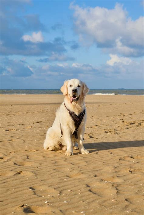 Perro Del Golden Retriever Que Se Coloca En La Playa Imagen De Archivo